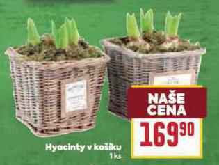 HYACINT V KOŠÍKU