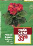 PRIMULE RUBENS