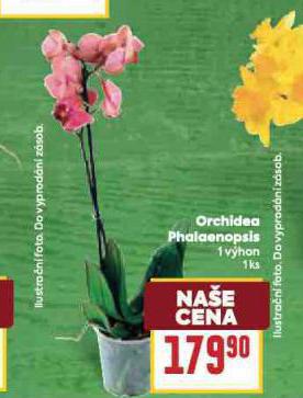 ORCHIDEA - PHALAENOPSIS