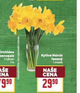 KYTICE NARCIS ŘEZANÝ