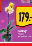 ORCHIDEJ