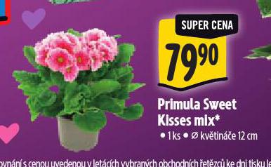 PRIMULA SWEET KISSES MIX