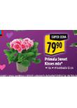 PRIMULA SWEET KISSES MIX