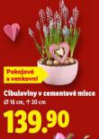 CIBULOVINY V CEMENTOV� MISCE