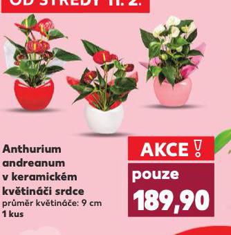 ANTHURIUM ANDREANUM
