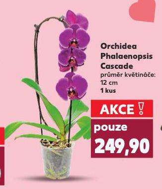ORCHIDEA PHALAENOPSIS