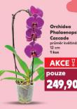 ORCHIDEA PHALAENOPSIS