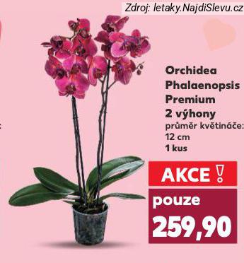 ORCHIDEA PHALAENOPSIS