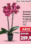 ORCHIDEA PHALAENOPSIS