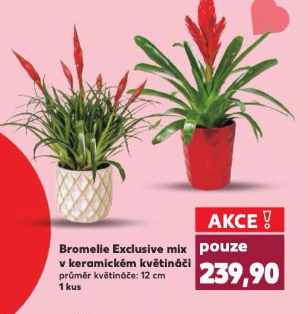BROMELIE EXCLUSIVE MIX