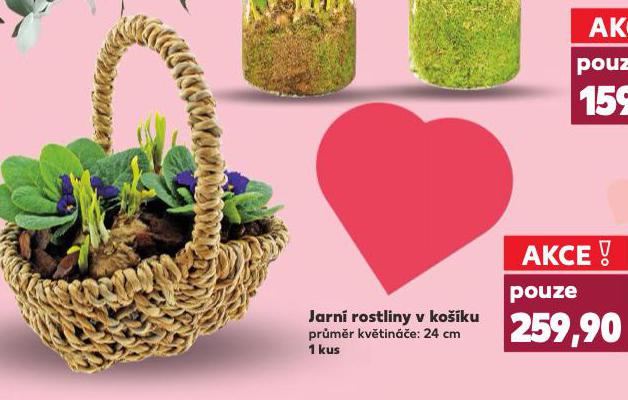 JARN� ROSTLINY V KO��KU