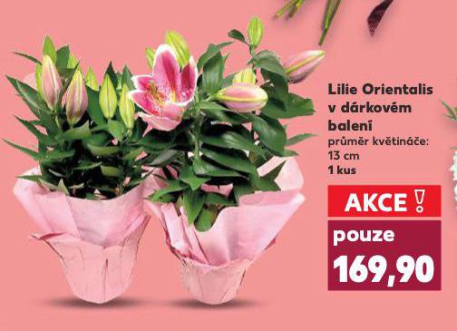 LILIE ORIENTALIS