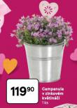CAMPANULA V ZINKOV�M KV�TIN��I
