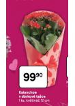KALANCHOE V D�RKOV� TA�CE