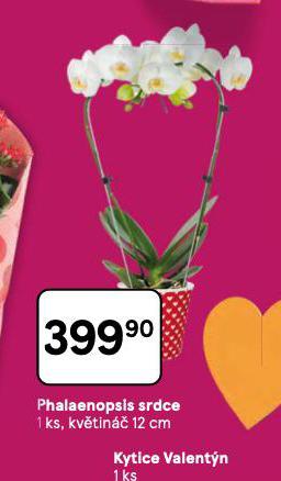 ORCHIDEA - PHALAENOPSIS