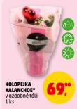 KOLOPEJKA KALANCHOE