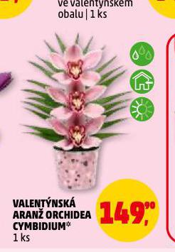 VALENT�NSK� ARAN� ORCHIDEA CYMBIDIUM