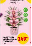 VALENT�NSK� ARAN� ORCHIDEA CYMBIDIUM