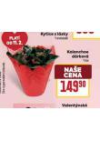KALANCHOE D�RKOV�