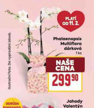 ORCHIDEA - PHALAENOPSIS