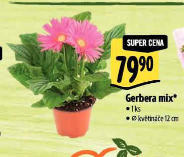 GERBERA MIX