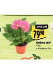 GERBERA MIX