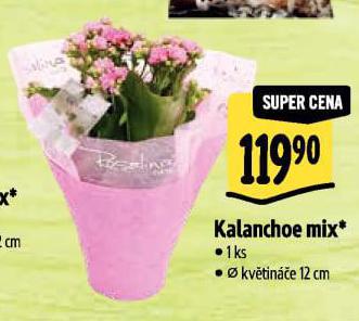 KALANCHOE MIX