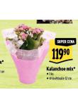 KALANCHOE MIX