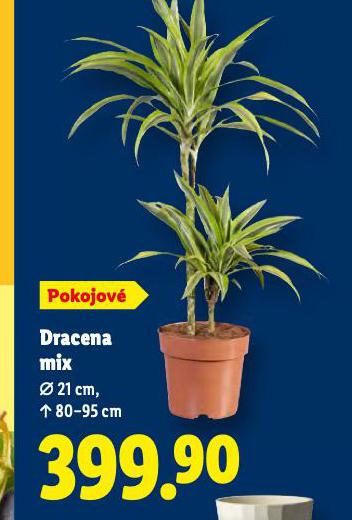 DRACENA MIX