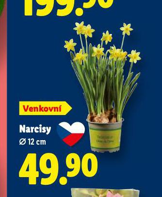 NARCISY