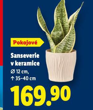 SANSEVERIE V KERAMICE
