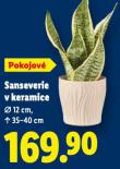 SANSEVERIE V KERAMICE