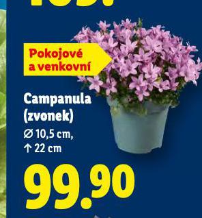 CAMPANULA