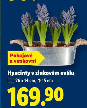 HYACINTY V ZINKOV�M OV�LU