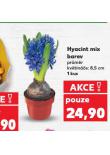 HYACINT MIX BAREV