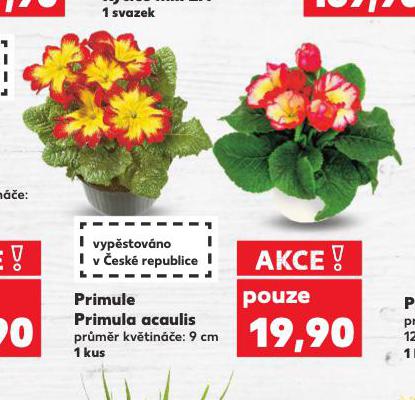 PRIMULE PRIMULA ACAULIS