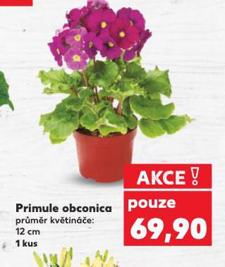 PRIMULE OBCONICA