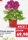 PRIMULE OBCONICA