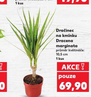 DRA�INEC NA KM�NKU