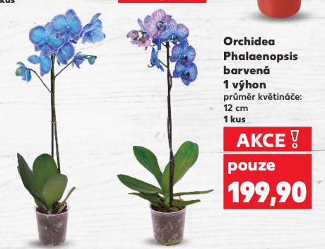 ORCHIDEA PHALAENOPSIS