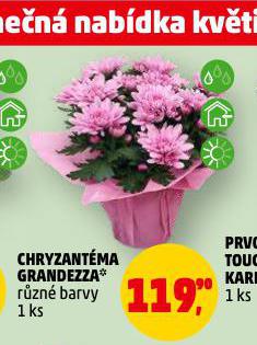 CHRYZANT�MA GRANDEZZA