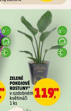 ZELEN� POKOJOV� ROSTLINY