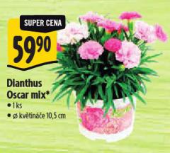 DIANTHUS OSCAR MIX
