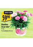 DIANTHUS OSCAR MIX