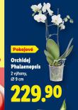 ORCHIDEA - PHALAENOPSIS