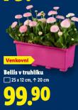 BELLIS V TRUHLÍKU