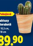 KAKTUSY V TERAKOT�