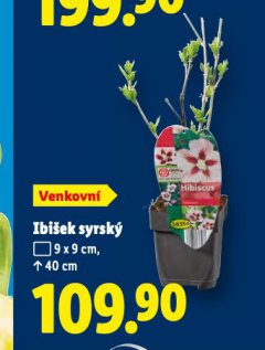 IBI�EK SYRSK�