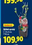 IBI�EK SYRSK�