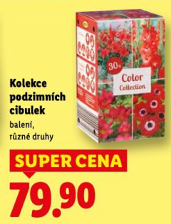 KOLEKCE PODZIMNÍCH CIBULEK